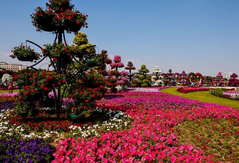Dubai Miracle Garden-Vườn Hoa Lớn Nhất Thế Giới